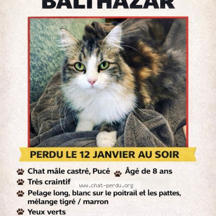 Photo 1/1 Balthazar Chat lost in Erpent
