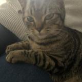 Picture of cat found at Villemur