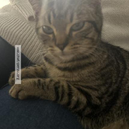 Photo 1/1 Found cat Found in Villemur