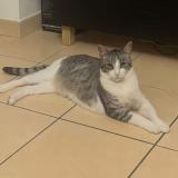 Picture of cat lost at Orly
