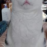 Picture of cat lost at Razes