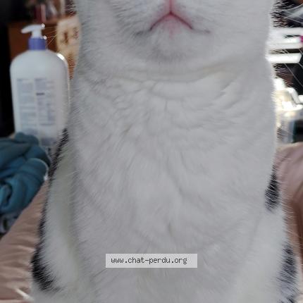 Photo 1/1 Aria Chat lost in Razes