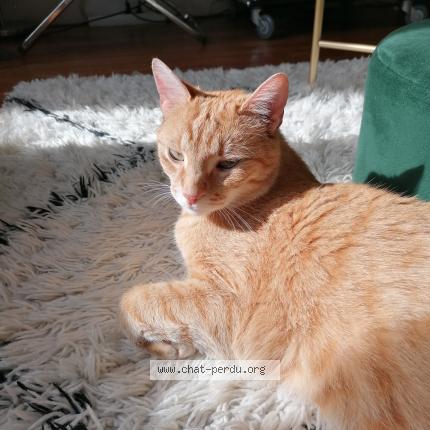 Photo 2/2 Berlioz Chat lost in Ermont