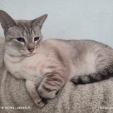 Picture of cat lost at Tlalnepantla