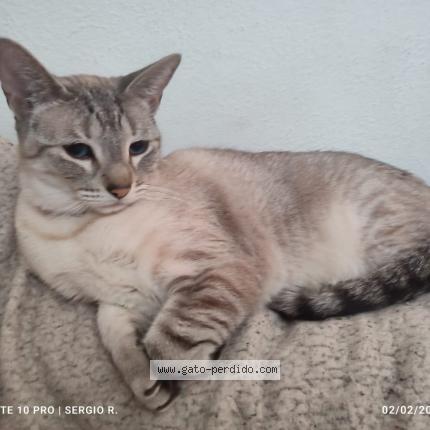 Photo 1/1 Gatobo Chat lost in Tlalnepantla