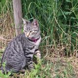 Picture of cat lost at Cagnotte