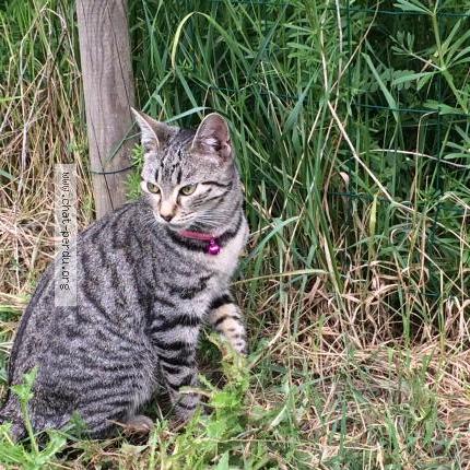 Photo 1/1 Chipie Chat lost in Cagnotte