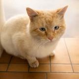 Picture of cat found at Merville