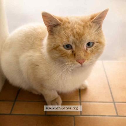 Photo 1/1 Found cat Found in Merville