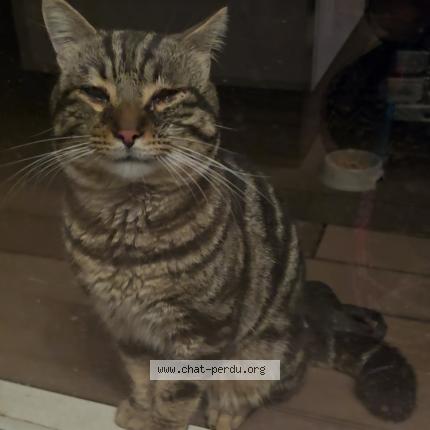 Photo 1/1 Cat reunited Found in Montpellier