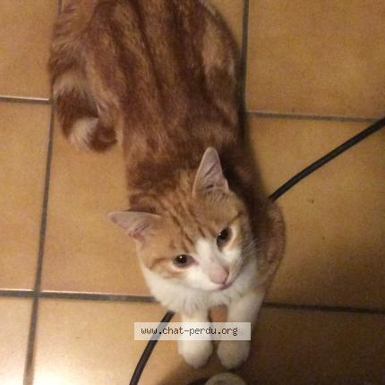 Photo 2/2 Gizmo Chat lost in Montargis