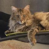 Picture of cat lost at Saint Etienne De Montluc