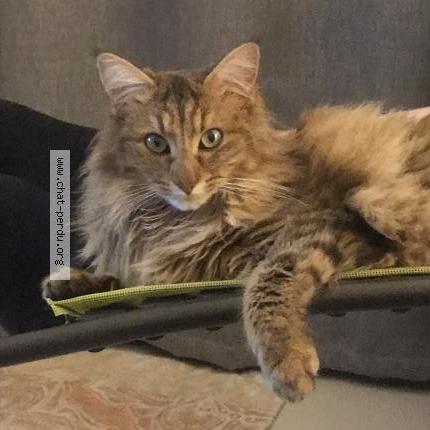 Photo 1/1 Zelda Chat lost in Saint etienne de montluc