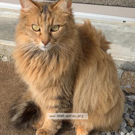 Photo 1/1 Zelda Chat lost in Saint etienne de montluc