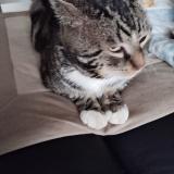 Picture of cat found at Billy Montigny