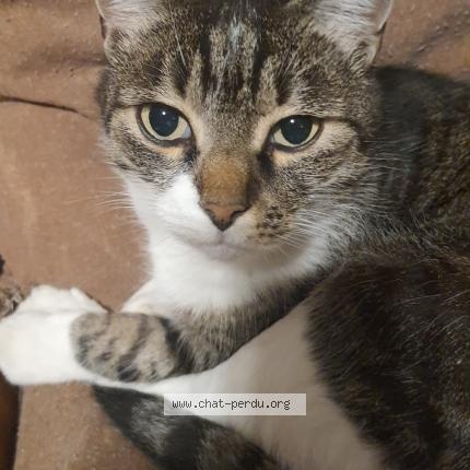 Photo 1/1 MISTIGRI Chat lost in Toulouse