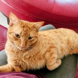 Picture of cat lost at Port Charlotte