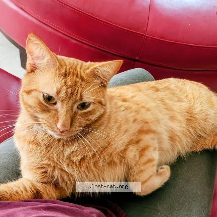 Photo 1/1 Max Chat lost in Port charlotte