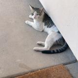 Picture of cat lost at Chandler