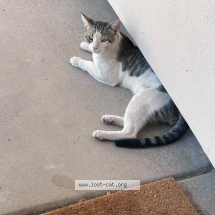 Photo 1/1 Buddy Chat lost in Chandler