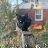 Picture of cat lost at Nashville