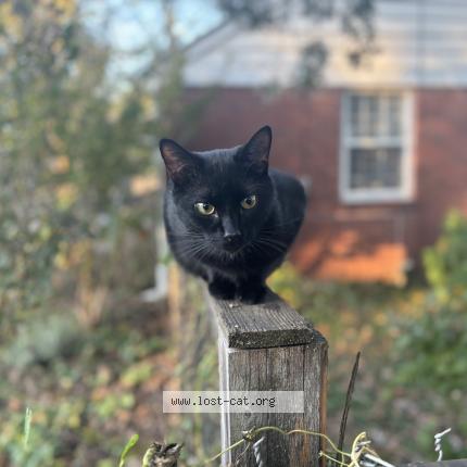 Photo 1/1 Barry Chat lost in Nashville