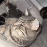 Picture of cat lost at Florensac