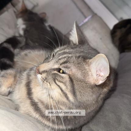 Photo 1/1 Teamo Chat lost in Florensac