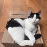 Picture of cat lost at Metz