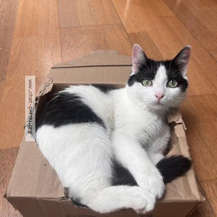 Photo 1/1 Audrey Herson Chat lost in Metz