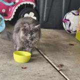 Picture of cat found at Plainfield