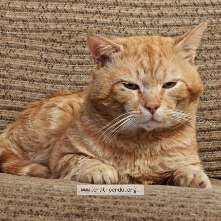 Photo 1/1 Penall Chat lost in Gauchy