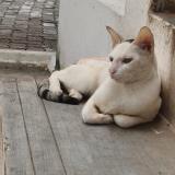 Picture of cat lost at Srivilliputhur