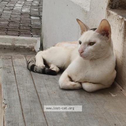 Photo 1/1 Mylo Chat lost in Srivilliputhur
