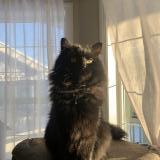 Picture of cat lost at Calgary