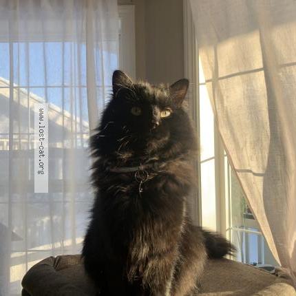 Photo 1/1 Hiro Chat lost in Calgary