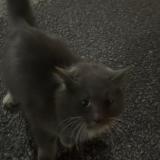 Picture of cat found at Pensacola