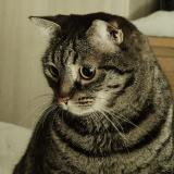 Picture of cat lost at Tours