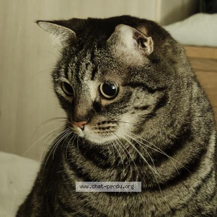 Photo 1/1 Achille Chat lost in Tours