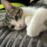 Picture of cat lost at Woippy