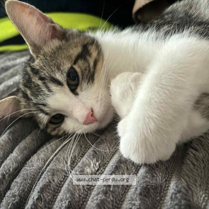 Photo 1/1 Monroe Chat lost in Woippy