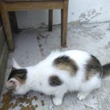 Picture of cat found at La Roche Sur Yon