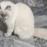 Picture of cat lost at Rahim Yar Khan