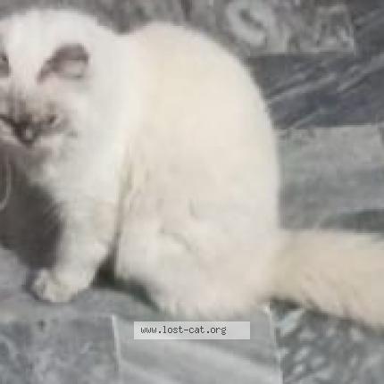 Photo 1/1 Jennie Chat lost in Rahim yar khan