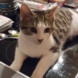 Picture of cat lost at Sens