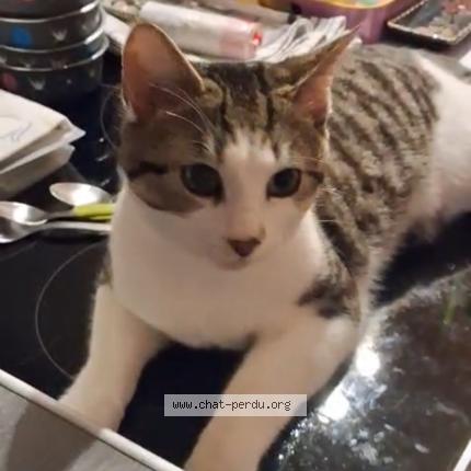 Photo 1/3 Cat reunited Lost in Sens