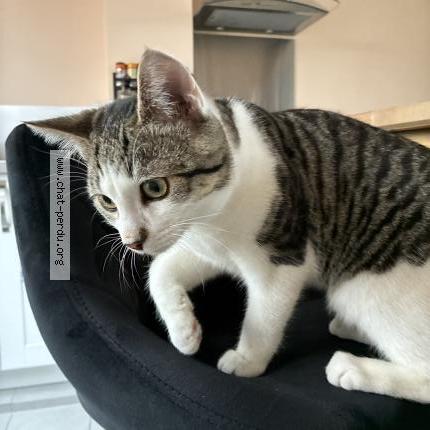 Photo 2/3 Cat reunited Lost in Sens