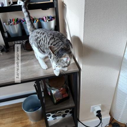 Photo 3/3 Cat reunited Lost in Sens