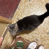 Picture of cat found at Tours