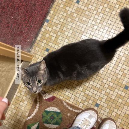 Photo 1/1 Found cat Found in Tours